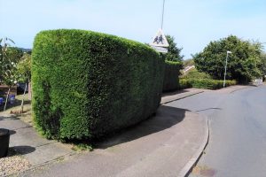 Hedge Cutting in Waveney Valley Bungay Beccles Suffolk groundsandgardens.co.uk