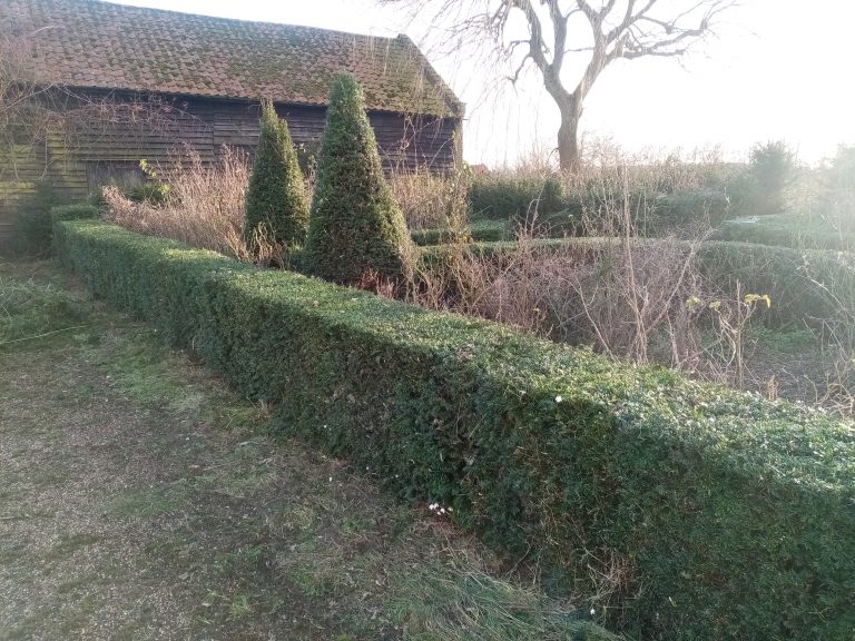 First Hedge cut with groundsandgardens.co.uk Bungay Suffolk