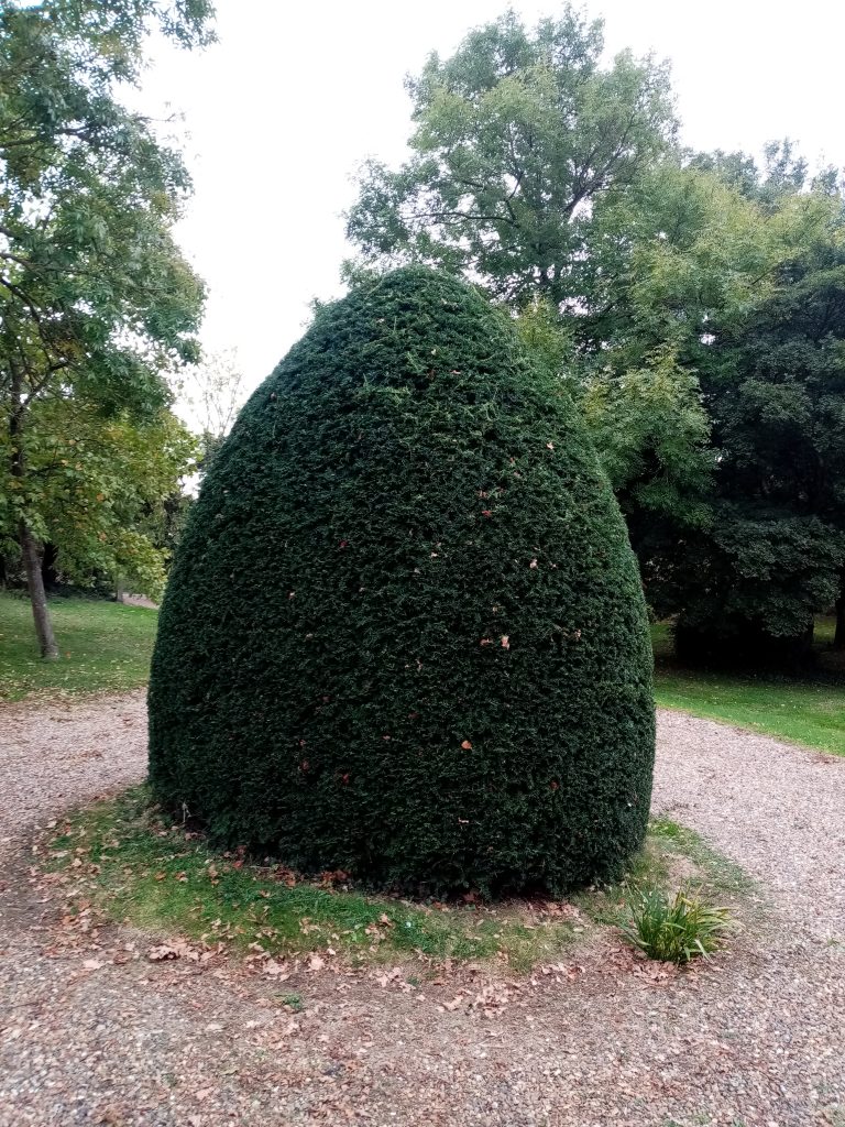 Shaped Yew. Hedge cutting
