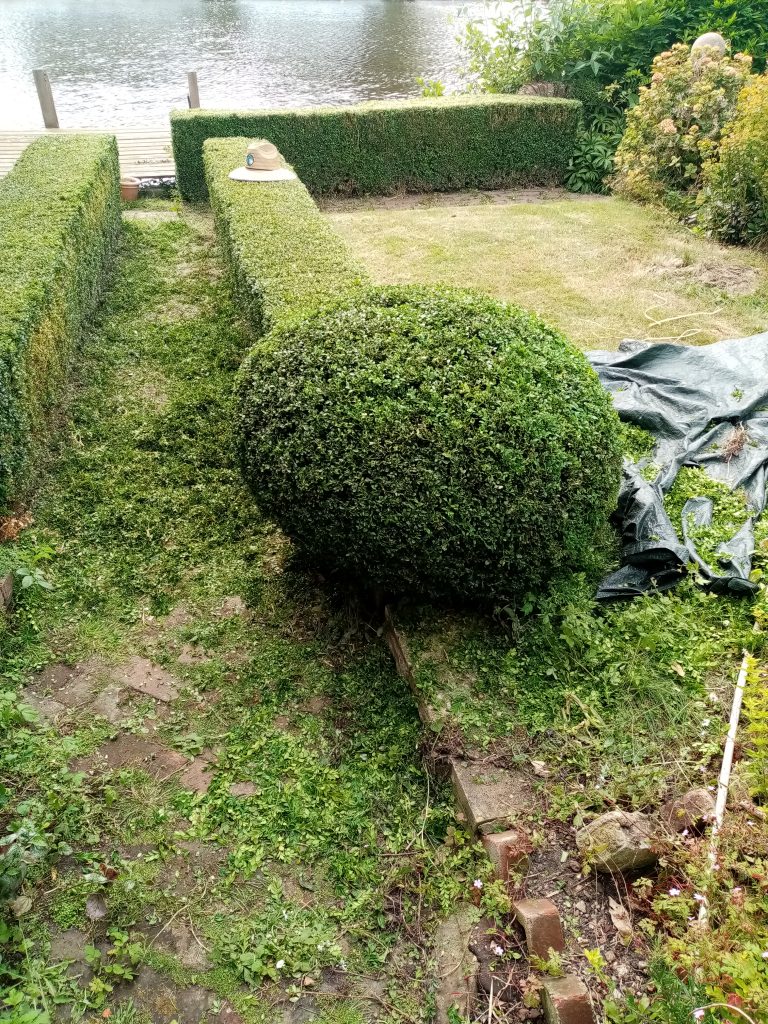 hedge cutting beccles