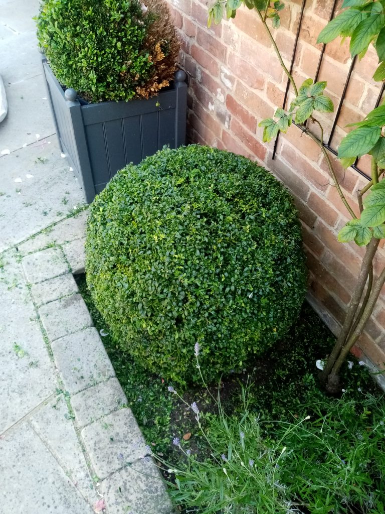 Buxus Ball -Topiary in Beccles. Grounds and Gardens.co.uk Base3d in Bungay Suffolk