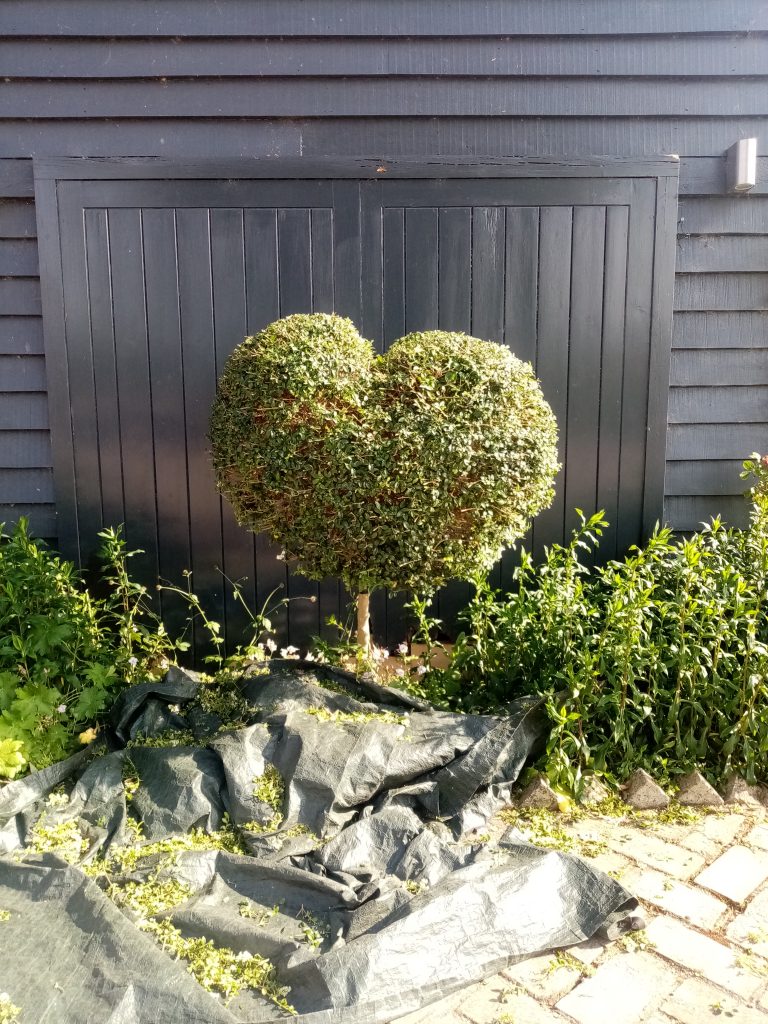 Hedge cutting Love. Grounds and Gardens.co.uk Based in Bungay Suffolk