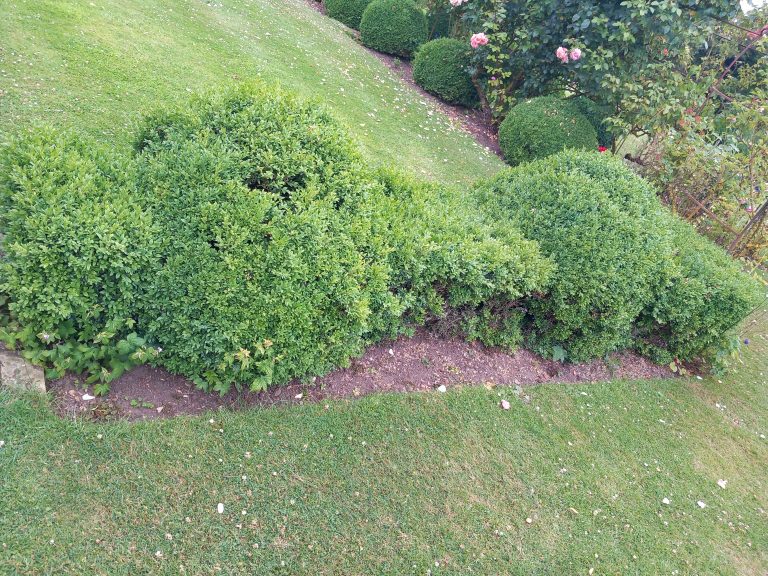 Hedge cutting topiary in Beccles
