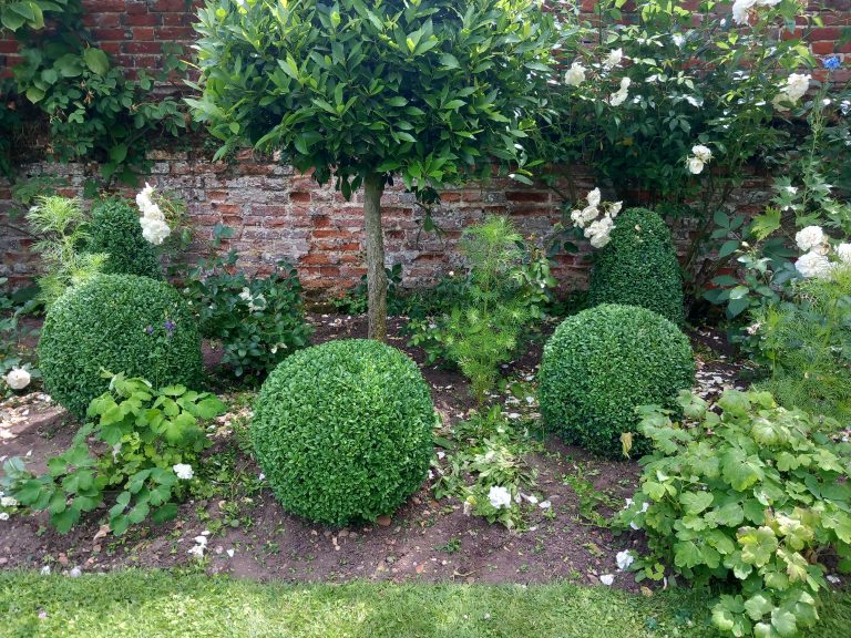 Hedge cutting in Bungay hand sheared topiary
